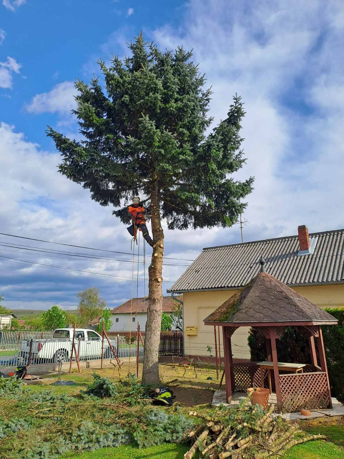 Lucfenyő szakaszos gallyazása egy családi ház udvarán